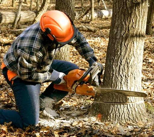 Tree Removal in Port Gamble, WA